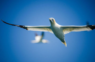 Northern gannets flying near pembrokeshire coast