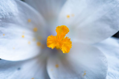 Close-up of yellow crocus flower