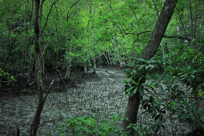 Plants and trees in water