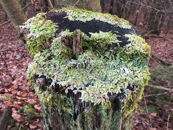 Close-up of moss growing on tree stump