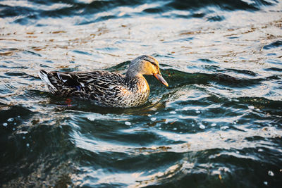 Duck in a lake