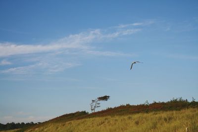 Bird flying in sky