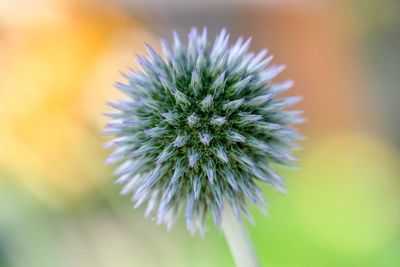 Close-up of purple flowering plant