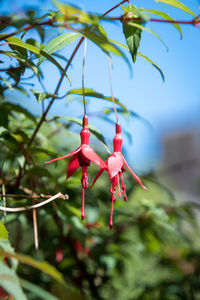 Close-up of red flower hanging on tree
