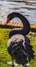 Close-up of swan in lake