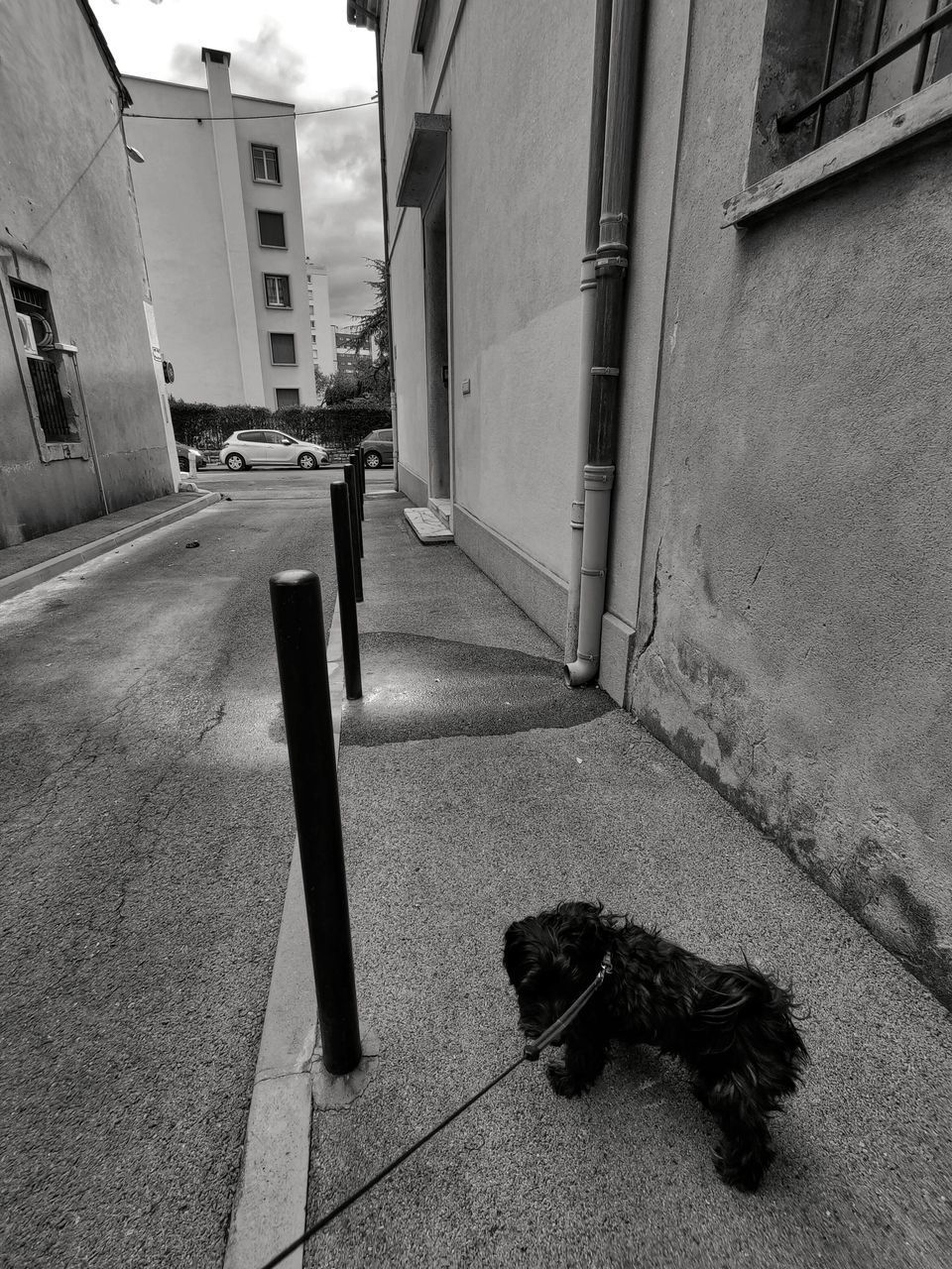 VIEW OF A DOG ON ALLEY