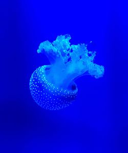 Close-up of jellyfish swimming in sea