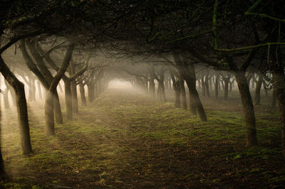 Trees in forest during foggy weather