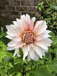 Close-up of pink dahlia flower