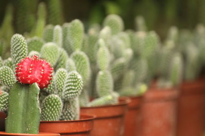 Close-up of succulent plant in pot