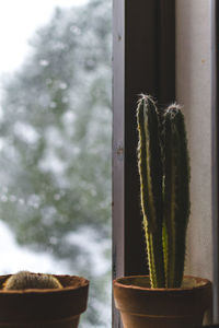 Close-up of potted cactus plant against window