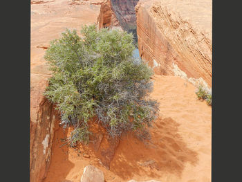 High angle view of plant growing on rock