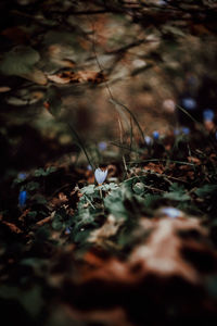 Close-up of dry leaves on field