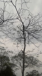 Low angle view of bare tree against sky