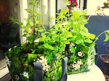 Close-up view of potted plant