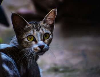 Close-up portrait of kitten