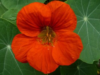 Close-up of orange hibiscus blooming outdoors