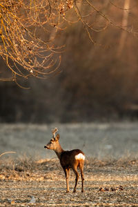 Roe deer near in dry side-branch of the river drava