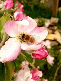 Close-up of bee on pink flower blooming outdoors