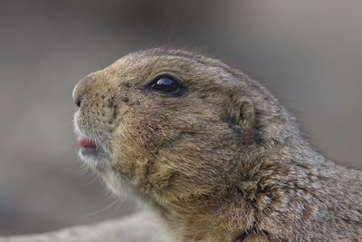 Close-up of meerkat