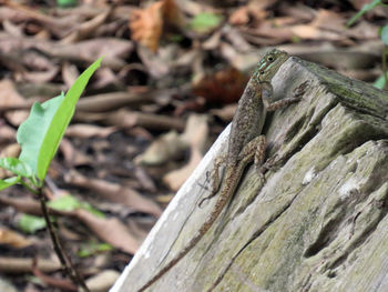 Close-up of tree trunk on field