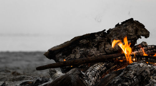 Close-up of log on rock against sky