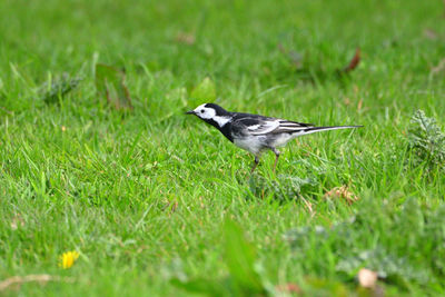 Side view of bird on grass