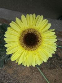 Close-up of sunflower