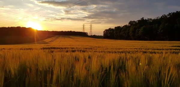 Scenic view of field against sky during sunset