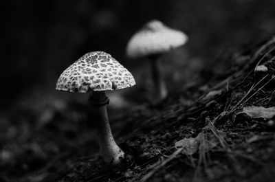 Close-up of mushroom on field