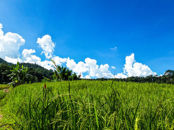 Scenic view of agricultural field against sky