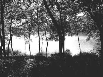 Silhouette trees on field by lake in forest