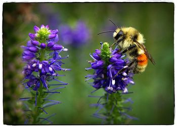 Close-up of honey bee on purple flower