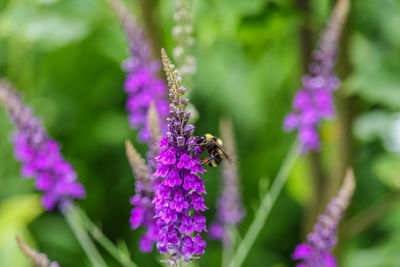 Close-up of bee on purple flower