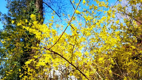 Low angle view of flowering tree against sky