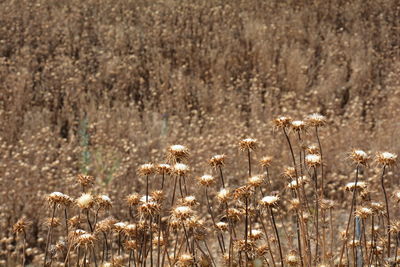 Close-up of wildflowers