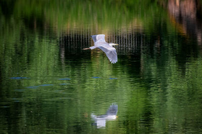 reflection