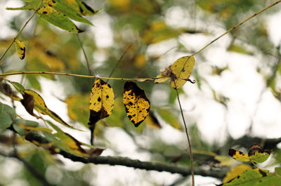 Close-up of leaves growing on branches