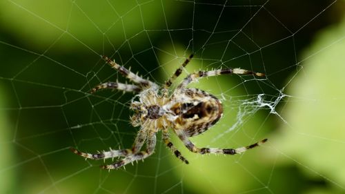 Close-up of spider on web