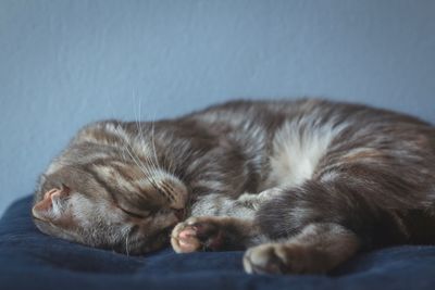 Close-up of cat sleeping