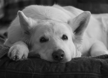 Close-up portrait of dog lying down