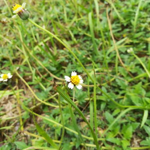 High angle view of flowering plant on field