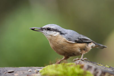 Nuthack with grain in beak