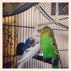 Close-up of bird in cage