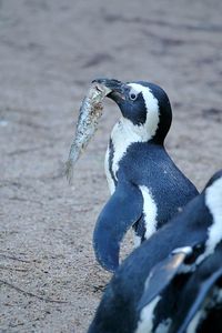 Close-up of penguin eating fish at beach