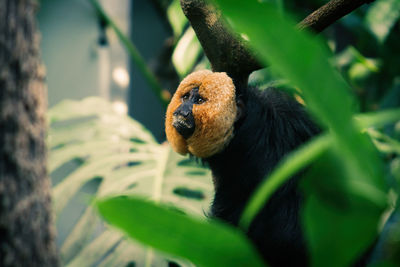 Close-up of white-faced saki