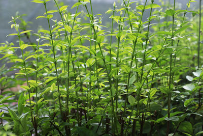 Close-up of plants growing on field