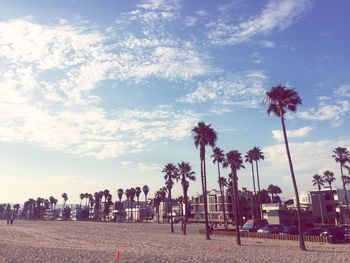 Palm trees against sky