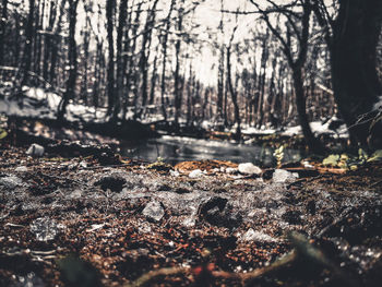 Surface level of trees in forest