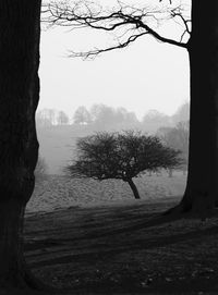 Bare trees on landscape